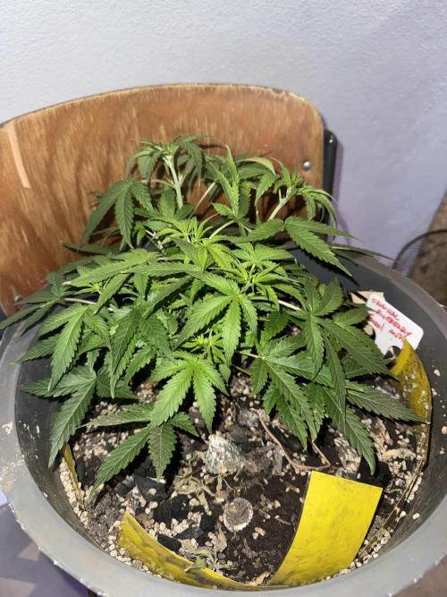 BLUEBERRY ORIGINAL AUTO. Week 4