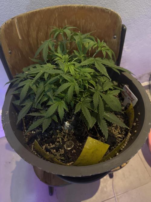 BLUEBERRY ORIGINAL AUTO. Week 4