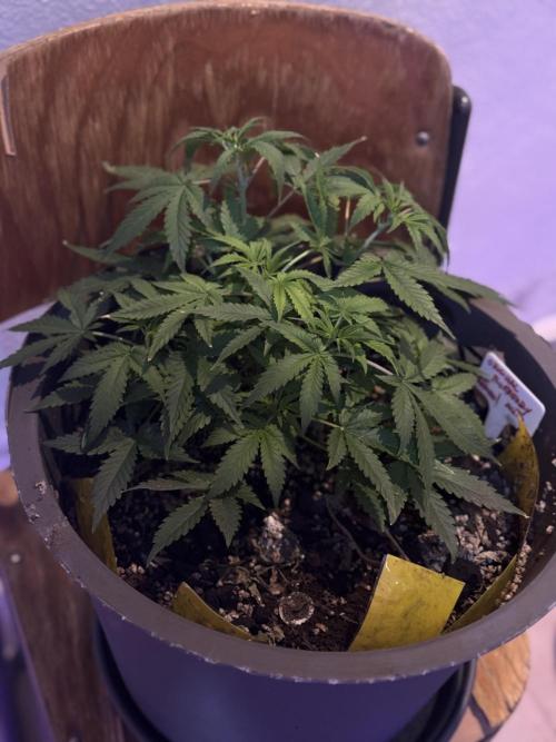 BLUEBERRY ORIGINAL AUTO. Week 4