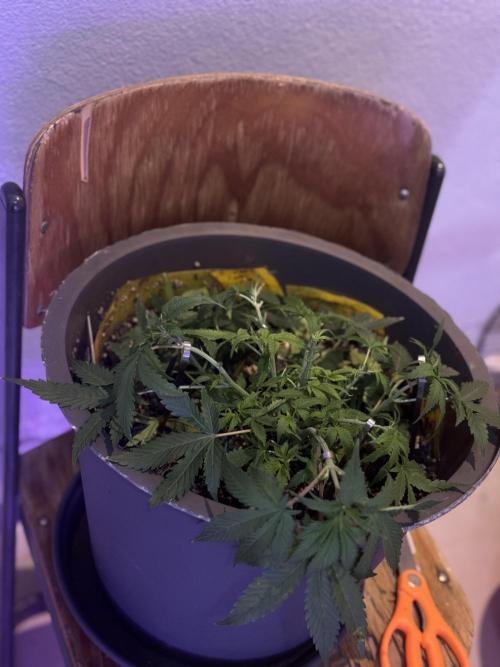 BLUEBERRY ORIGINAL AUTO. Week 4