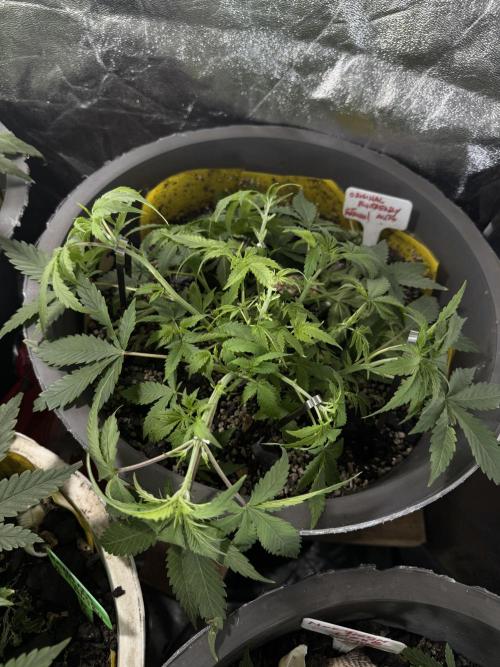 BLUEBERRY ORIGINAL AUTO. Week 4