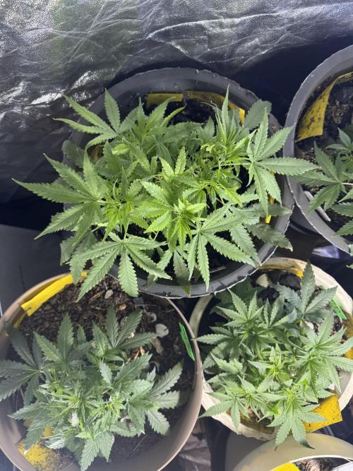 BLUEBERRY ORIGINAL AUTO. Week 4