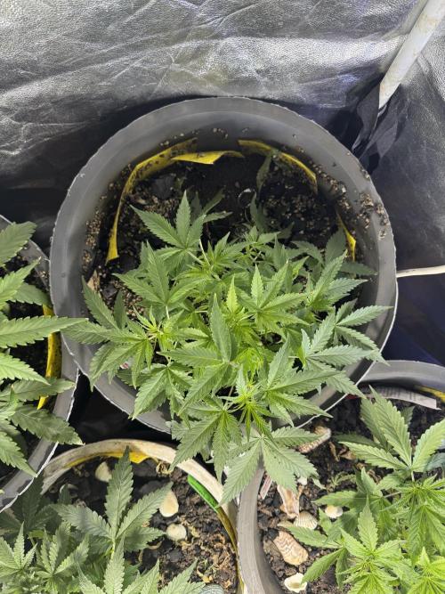 BLUEBERRY ORIGINAL AUTO. Week 4