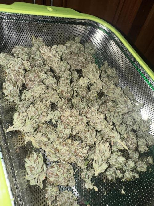 BANANA PURPLE PUNCH. Week 15