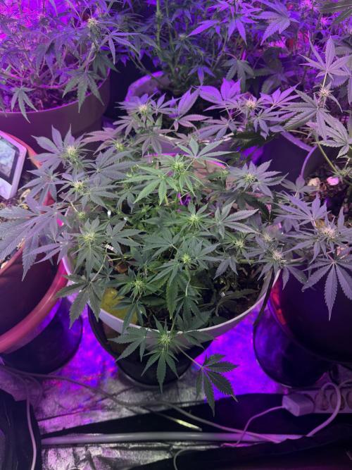 ZTRAWBERRIEZ AUTO. Week 7