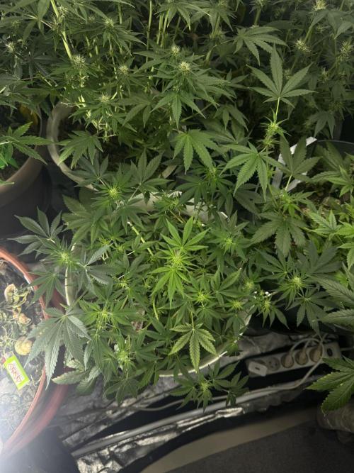 ZTRAWBERRIEZ AUTO. Week 7