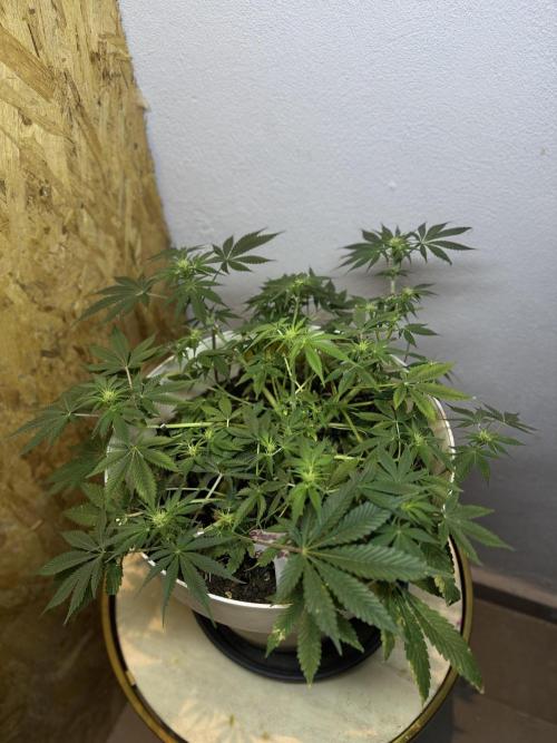 ZTRAWBERRIEZ AUTO. Week 7