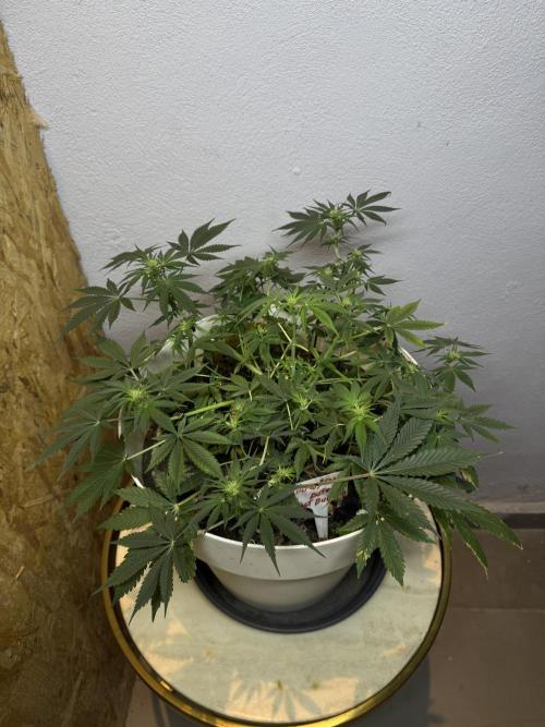 ZTRAWBERRIEZ AUTO. Week 7