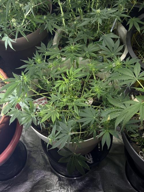 ZTRAWBERRIEZ AUTO. Week 7