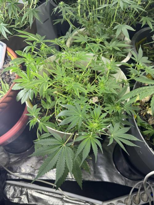 ZTRAWBERRIEZ AUTO. Week 7