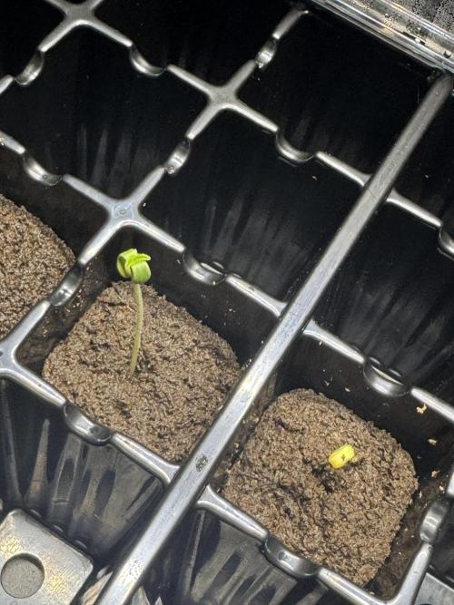 First Grow- Skunk#1. Week 0