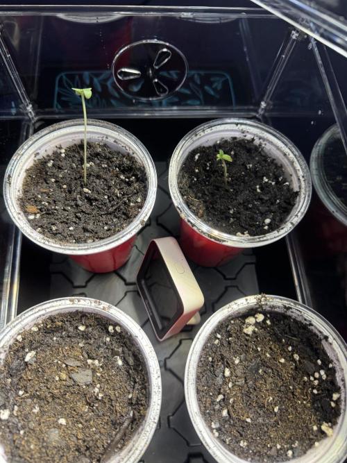 First Grow- Skunk#1. Week 0