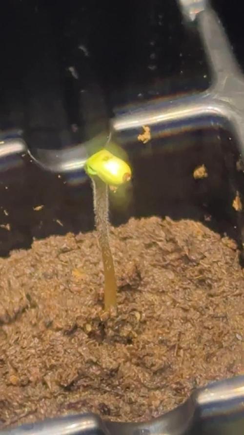 First Grow- Skunk#1