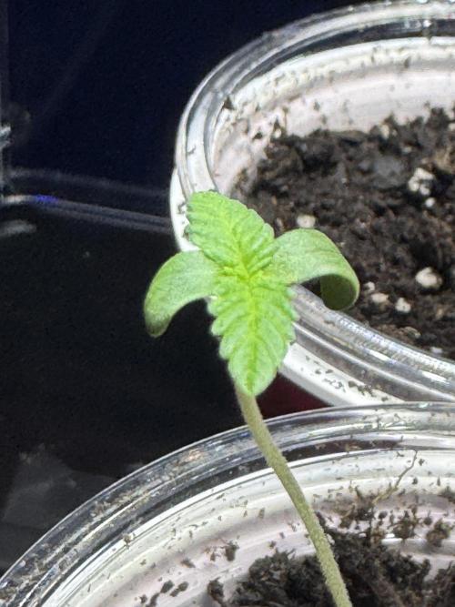 First Grow- Skunk#1. Week 0
