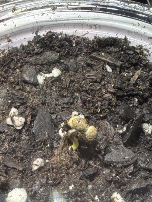 First Grow- Skunk#1. Week 0