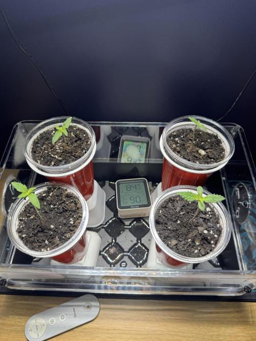 First Grow- Skunk#1. Week 0