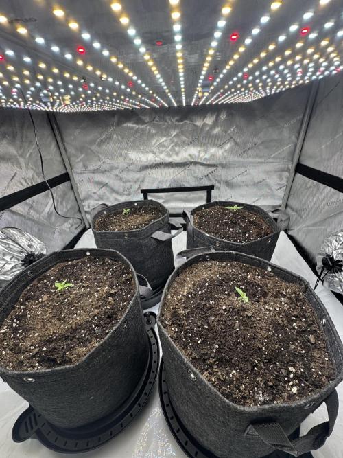 First Grow- Skunk#1. Week 0