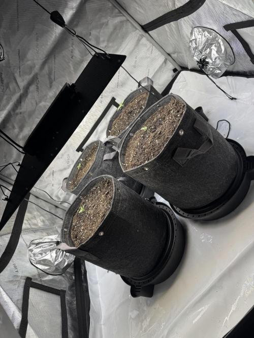 First Grow- Skunk#1. Week 0