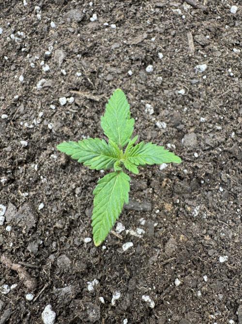 First Grow- Skunk#1. Week 0