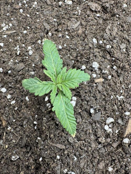 First Grow- Skunk#1. Week 0