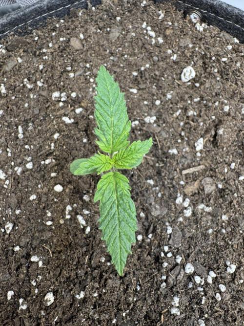 First Grow- Skunk#1. Week 0