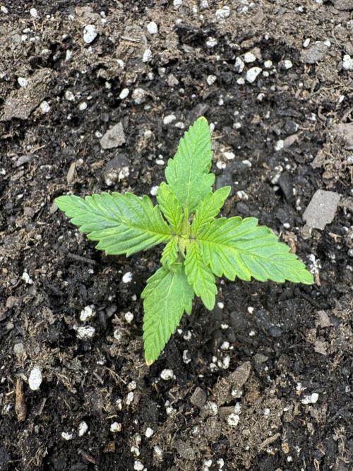 First Grow- Skunk#1. Week 0