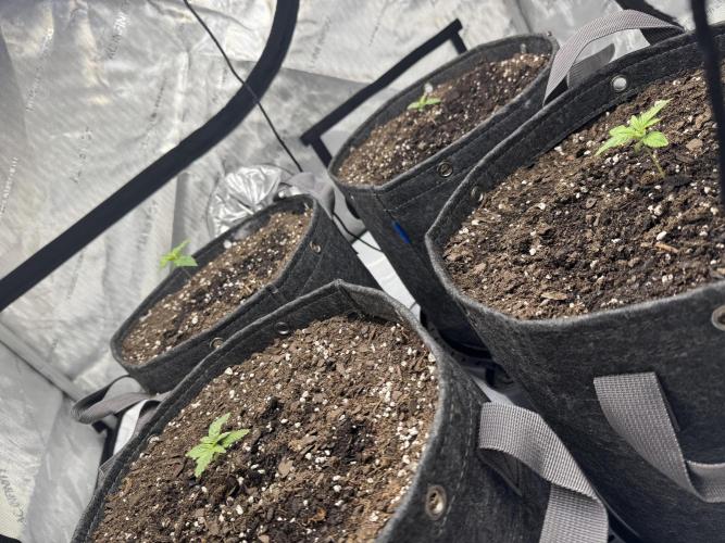 First Grow- Skunk#1. Week 0