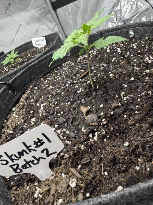 First Grow- Skunk#1. Week 0