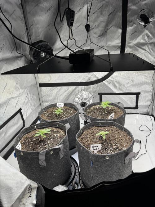 First Grow- Skunk#1. Week 0