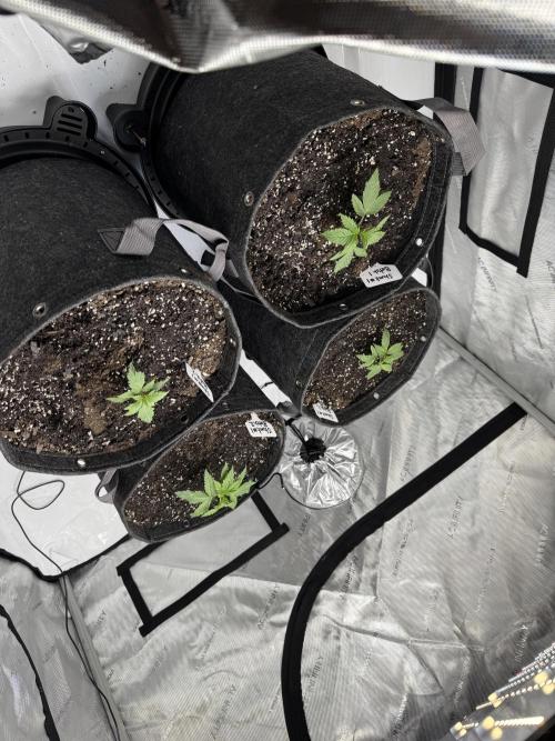 First Grow- Skunk#1. Week 0
