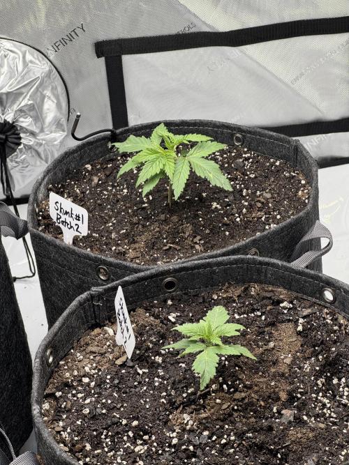 First Grow- Skunk#1. Week 0