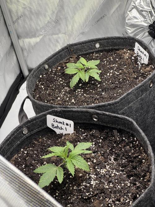 First Grow- Skunk#1. Week 0