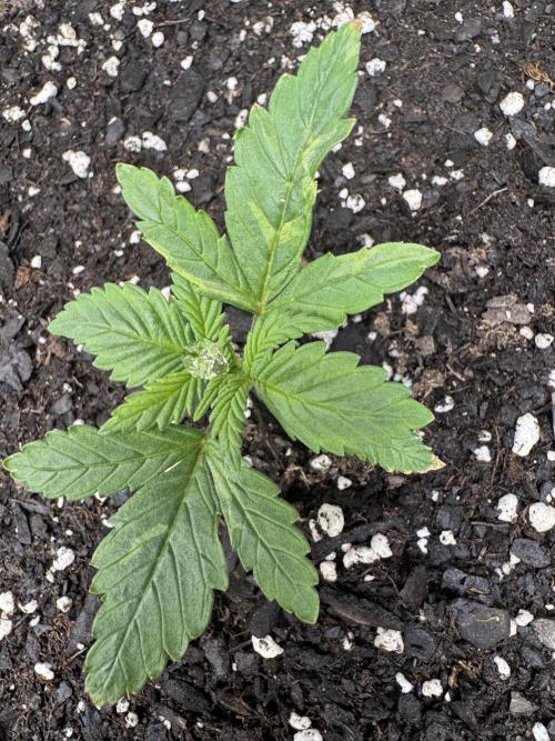 First Grow- Skunk#1. Week 0