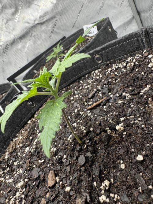 First Grow- Skunk#1. Week 0
