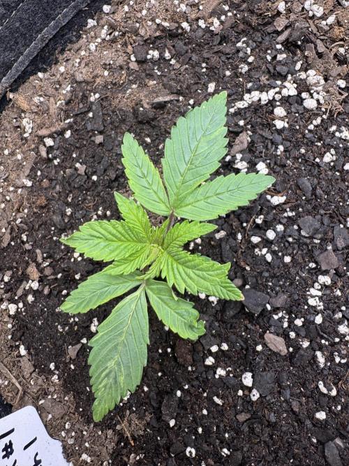 First Grow- Skunk#1. Week 0