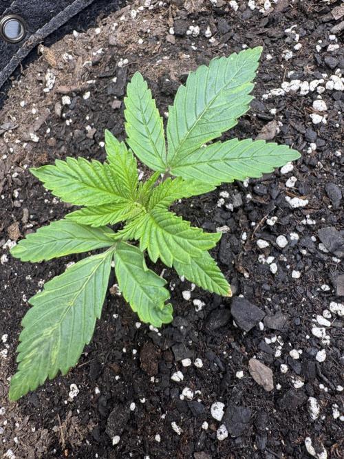 First Grow- Skunk#1. Week 0