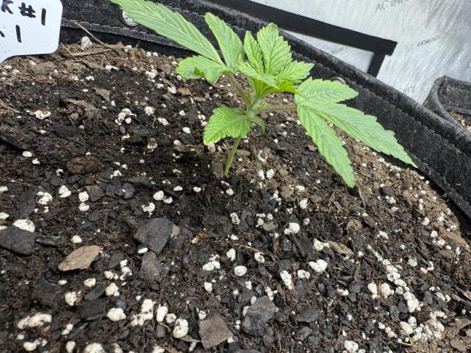 First Grow- Skunk#1. Week 0
