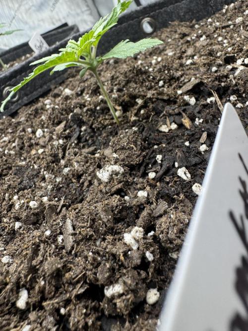 First Grow- Skunk#1. Week 0