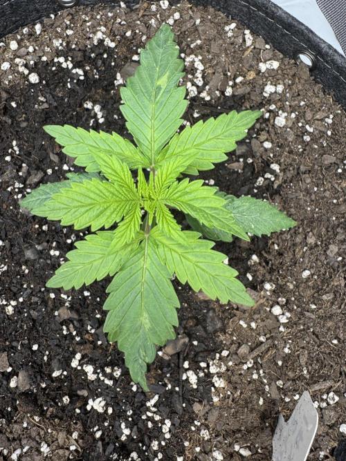 First Grow- Skunk#1. Week 0