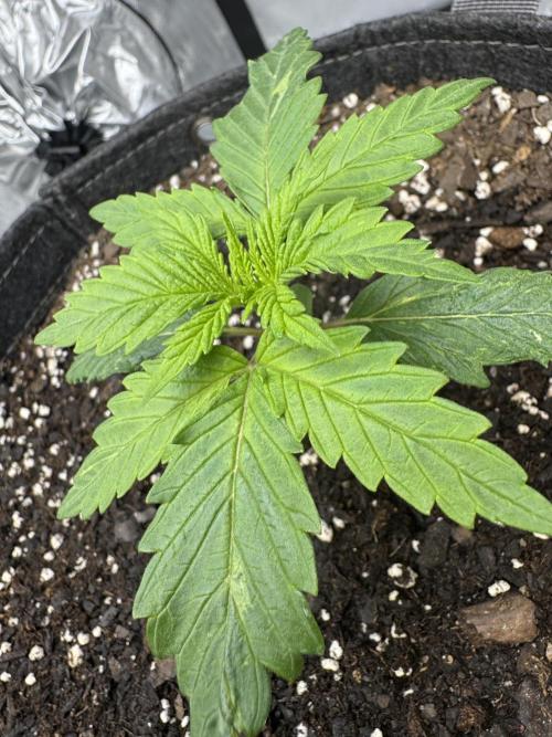 First Grow- Skunk#1. Week 0
