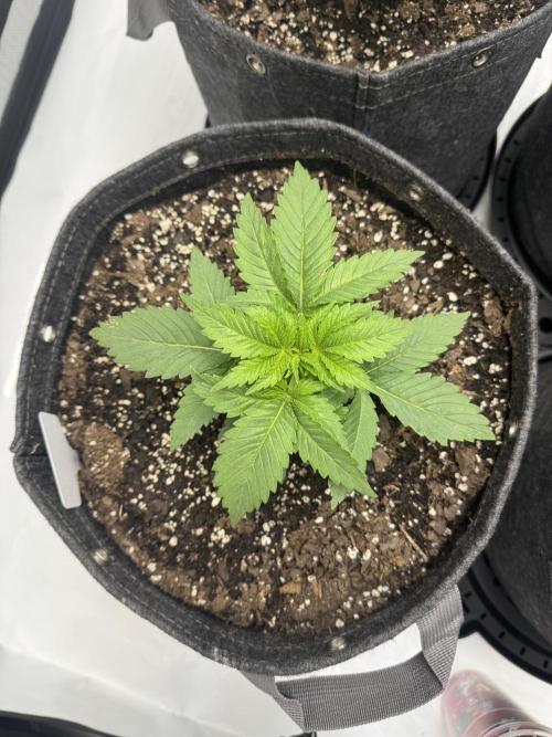 First Grow- Skunk#1. Week 4