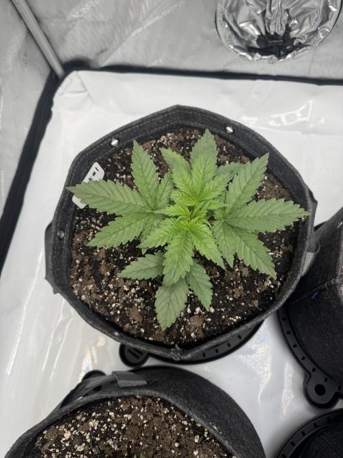 First Grow- Skunk#1. Week 4