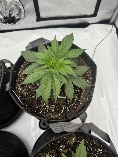 First Grow- Skunk#1. Week 4