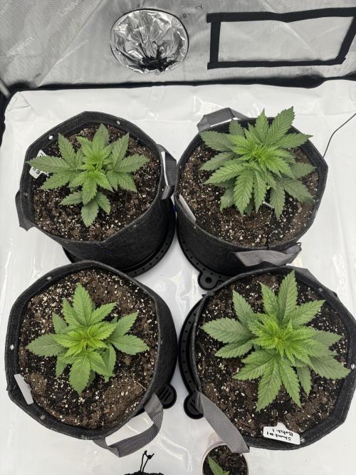 First Grow- Skunk#1. Week 4