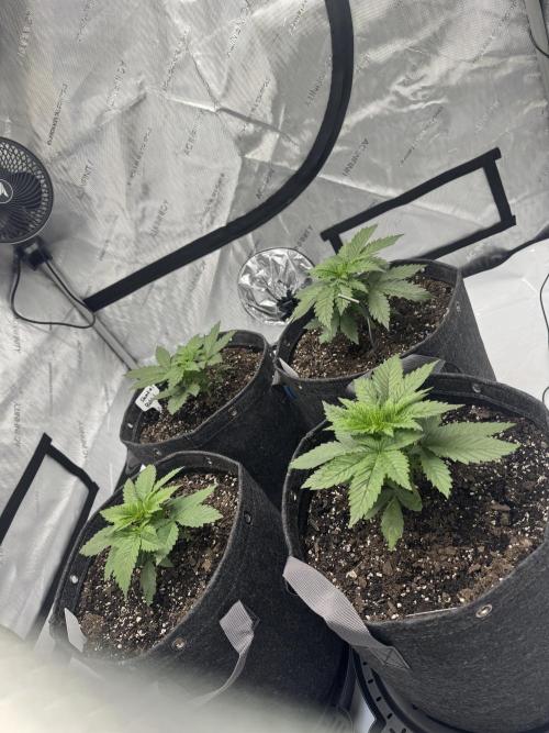 First Grow- Skunk#1. Week 4