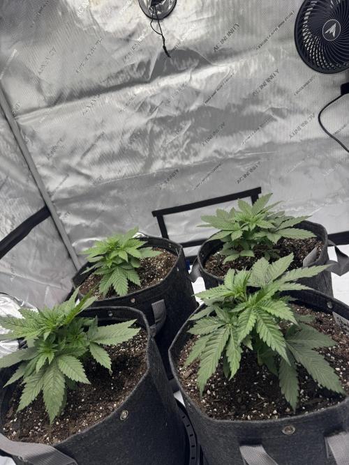 First Grow- Skunk#1. Week 4