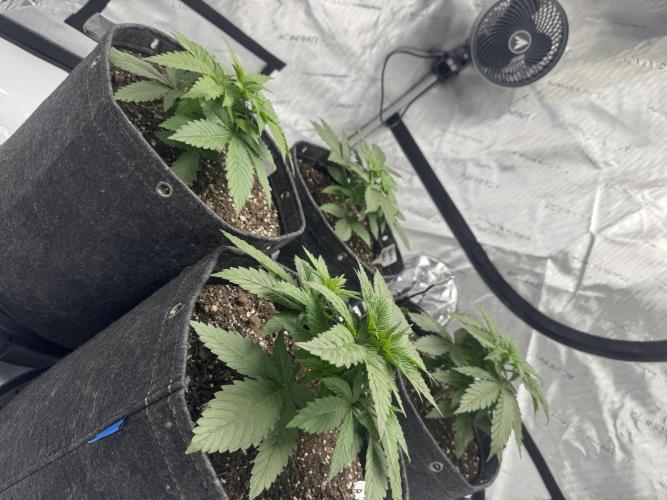 First Grow- Skunk#1. Week 4