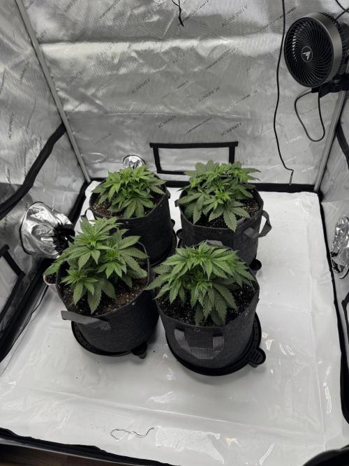 First Grow- Skunk#1. Week 4