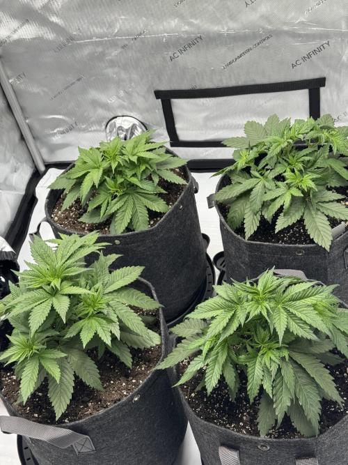First Grow- Skunk#1. Week 4