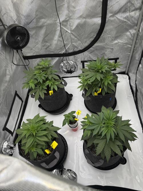 First Grow- Skunk#1. Week 4